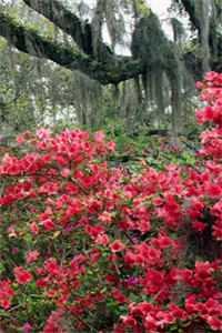 重生八零:孩他爹,咱破镜重圆