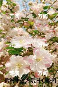 传说中你为爱甘心被搁浅无弹窗:全文+后续