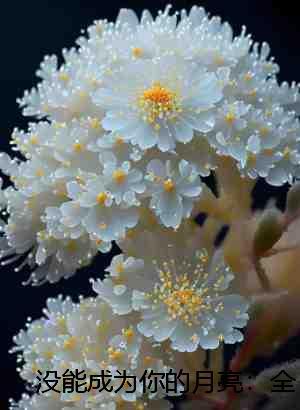 没能成为你的月亮