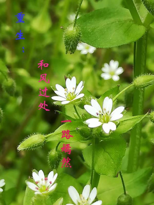 艺术复仇:残雪文学笔记